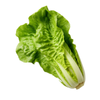 AI generated Romaine lettuce clip art png