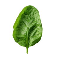 AI generated Spinach leaf clip art png