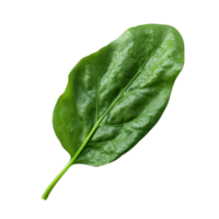 AI generated Spinach leaf clip art png