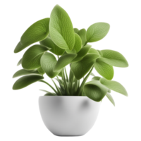 ai generato verde in vaso pianta isolato su trasparente sfondo png