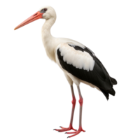 AI generated Stork clip art png