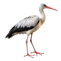 AI generated Stork clip art png