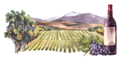 Watercolor wine label. Bottle of red wine with bunch of grapes in front of vineyards, rural landscape with fields, hills and mountains. Winemaking. Hand draw illustration png