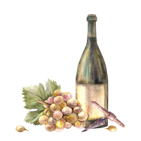 A bottle of white wine with bunch of grapes and grapevine, corkscrew Watercolour hand draw illustration. Wine making printing of label, flyer, drink menu, wine list, sticker magnet png