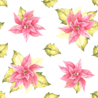 Watercolor painted illustration of pink yellow poinsettia, pulcherrima flowers, leaves seamless pattern. Traditional plant for Christmas, New Year decor, wrapping, cover art. png