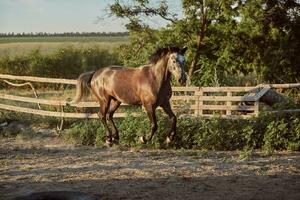 hermoso caballo en el paddock. granja. rancho. foto