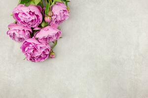 Pink peonies flowers on light gray concrete background. Valentine's, womens, mothers day, easter, birthday or wedding, spring holiday flat lay. Top view. Copy space. photo