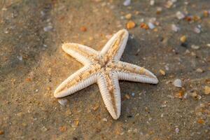 starfish lie on the sandy beach photo