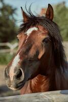 Beautiful brown horse, close-up of muzzle, cute look, mane, background of running field, corral, trees photo