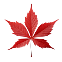 AI generated Japanese maple leaf clip art png