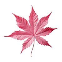 AI generated Japanese maple leaf clip art png