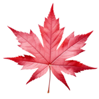 AI generated Japanese maple leaf clip art png