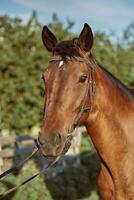 Beautiful brown horse, close-up of muzzle, cute look, mane, background of running field, corral, trees photo