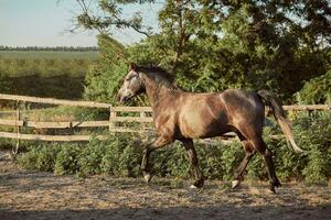 hermoso caballo en el paddock. granja. rancho. foto