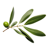 AI generated Olive leaves clip art png