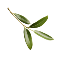 ai généré olive feuilles agrafe art png