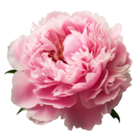 AI generated Pink peony clip art png