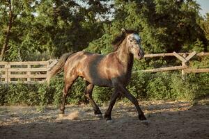 Horse running in the paddock on the sand in summer photo