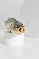 Air-dried pike perch with open toothy mouth on cylindrical podium photo