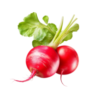 AI generated Radish clip art png