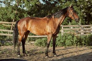 hermoso caballo en el paddock. granja. rancho. foto