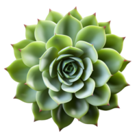 AI generated Succulent plant clip art png