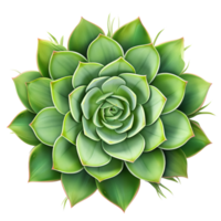 ai généré succulent plante agrafe art png