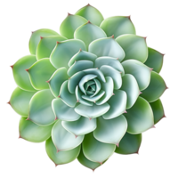 AI generated Succulent plant clip art png