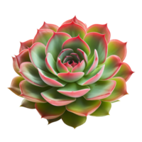 AI generated Succulent plant clip art png