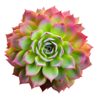 AI generated Succulent plant clip art png