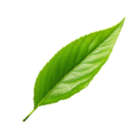 AI generated Tea leaf clip art png