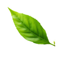 AI generated Tea leaf clip art png