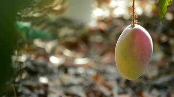 Mango fruit hanging at branch video