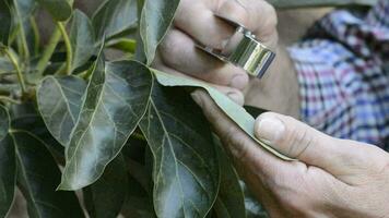 Farmer hand examining a leaf of avocado with a special magnifying glass video