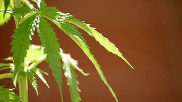 Mary Jane Cannabis Blätter video