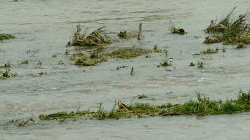 Fluss Laufen mit Macht nach ein Sturm video