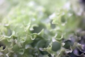 Green fresh cultivated lettuce salad leaves close up foliage texture bio nature wallpaper big size high quality instant stock photography printings photo