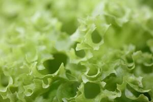 Green fresh cultivated lettuce salad leaves close up foliage texture bio nature wallpaper big size high quality instant stock photography printings photo