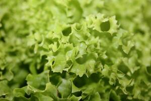 verde Fresco cultivado lechuga ensalada hojas cerca arriba follaje textura bio naturaleza fondo de pantalla grande Talla alto calidad instante valores fotografía impresiones foto