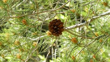 Open pineapple of pine in branch of tree a sunny day video