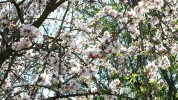 almendra árbol con flores video