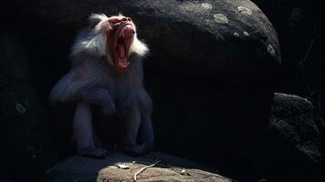 Animal Chimpanzee Monkey on Rocks in Zoo photo