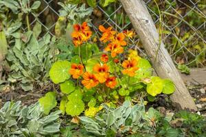 This photo show colorful leaves and close ups of micro parts of plants