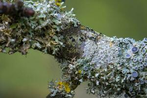 This photo show colorful leaves and close ups of micro parts of plants