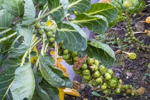 this photos shows vegetable an plants in a farmers village in Germany