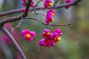 This photo show colorful leaves and close ups of micro parts of plants