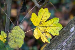 This photo show colorful leaves and close ups of micro parts of plants