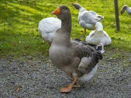 this photos shows animals at an old farmers village in Germany