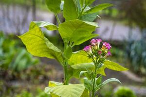 esta foto espectáculo vistoso hojas y cerca UPS de micro partes de plantas