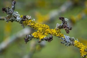 This photo show colorful leaves and close ups of micro parts of plants